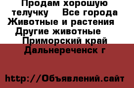 Продам хорошую телучку. - Все города Животные и растения » Другие животные   . Приморский край,Дальнереченск г.